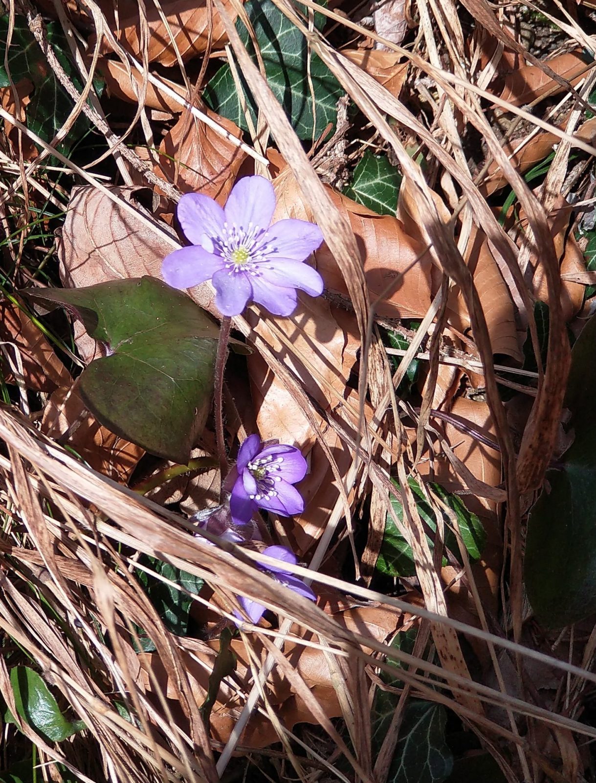 IMG_20240226_122111132_BURST000_COVER~2