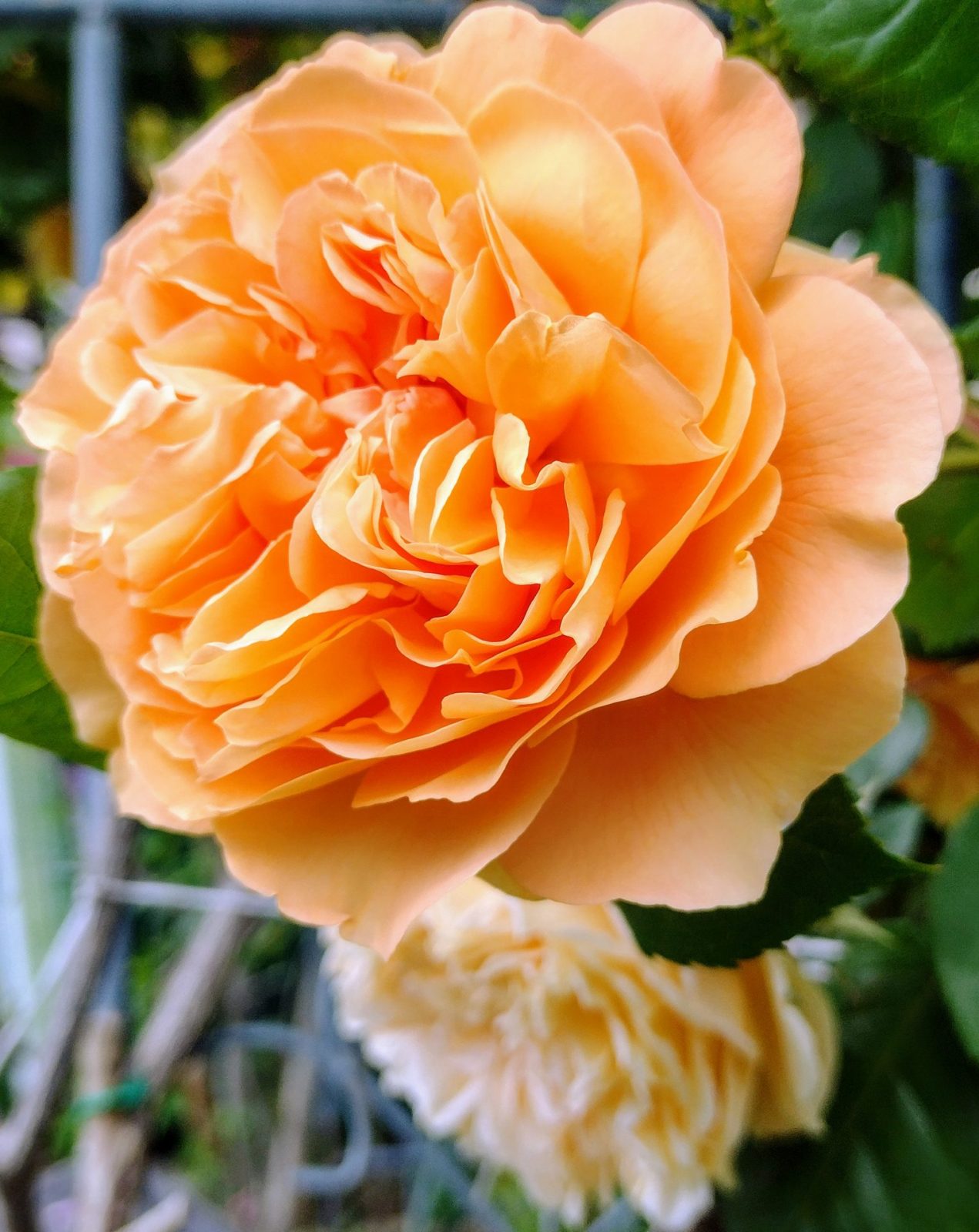 IMG_20240516_113424149