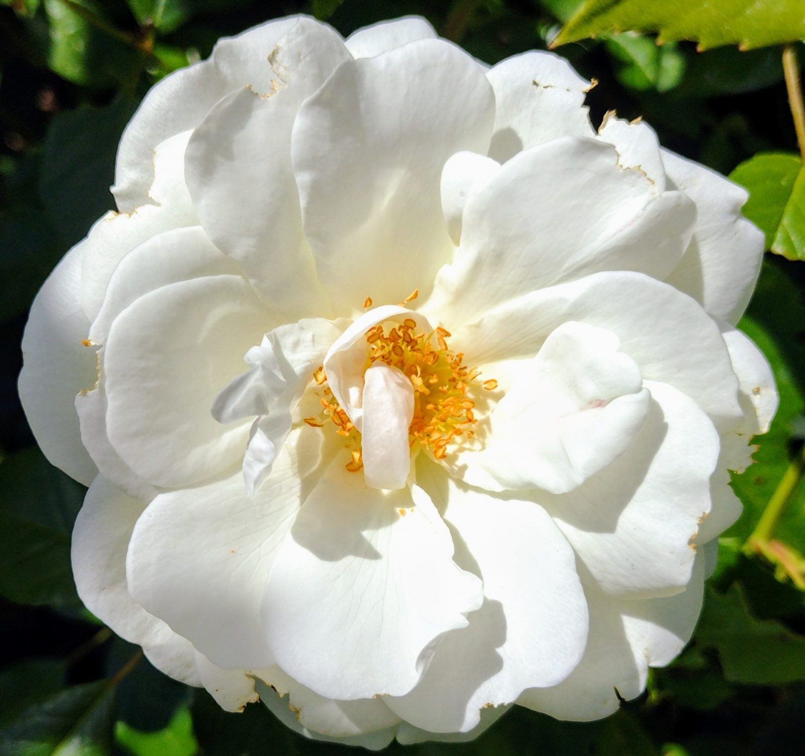 IMG_20240516_123044316