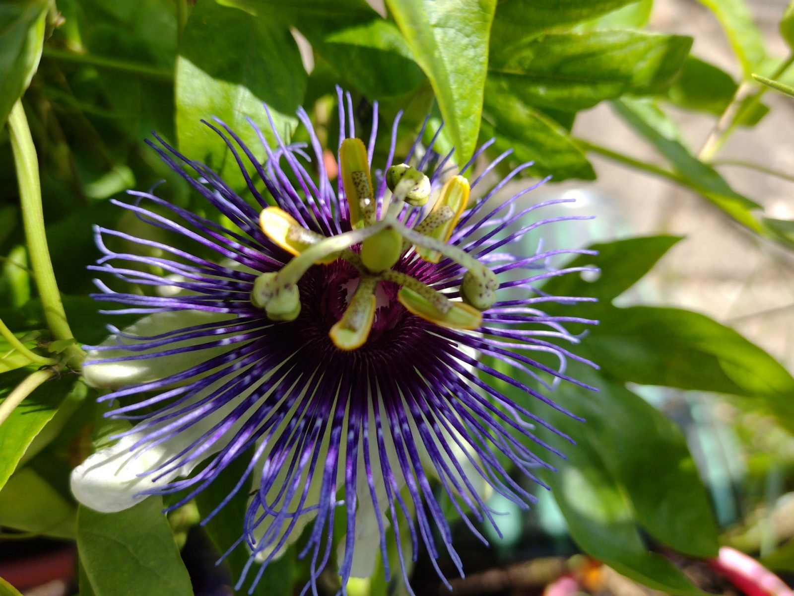 IMG_20240603_153733513