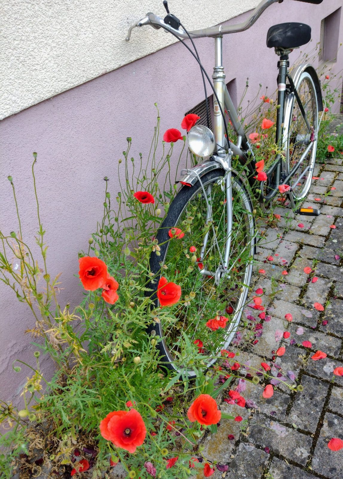 IMG_20240604_164220008