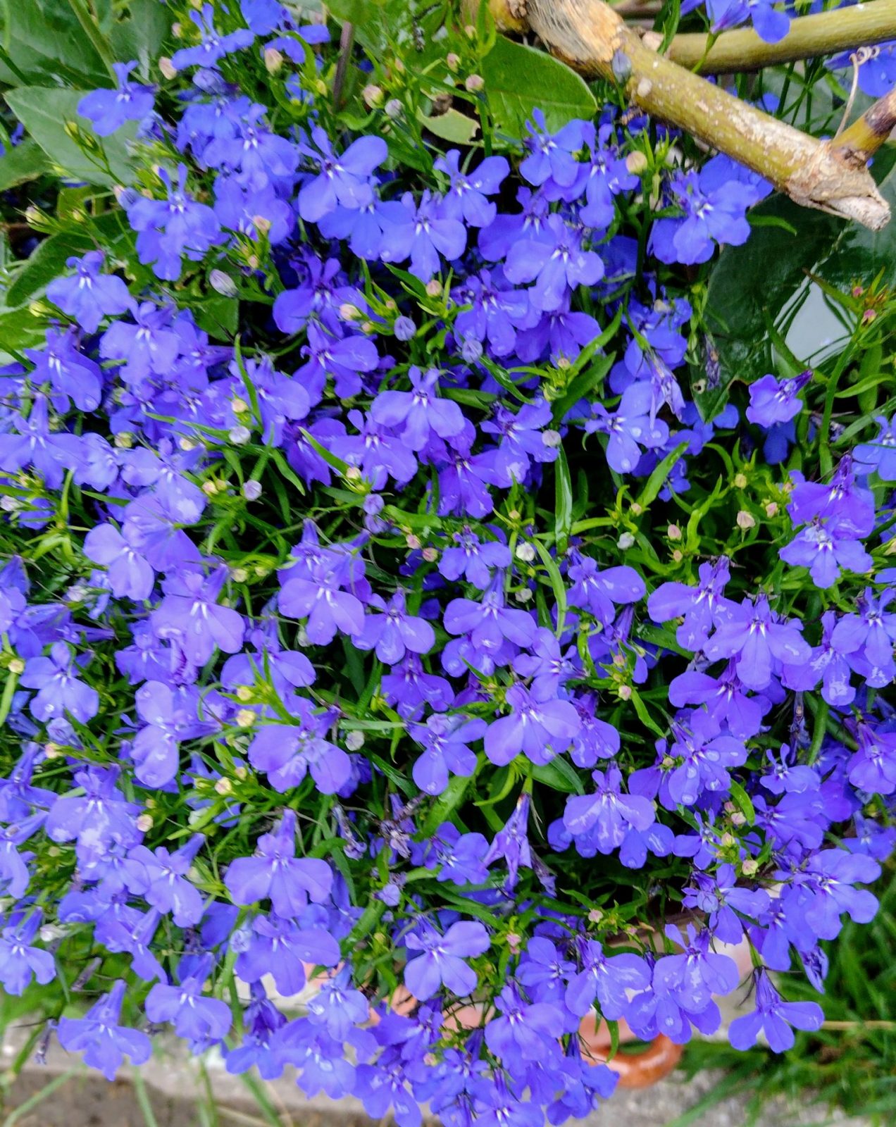 IMG_20240622_125032142