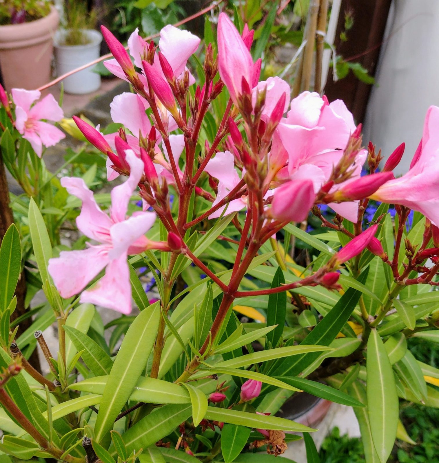 IMG_20240622_125054139