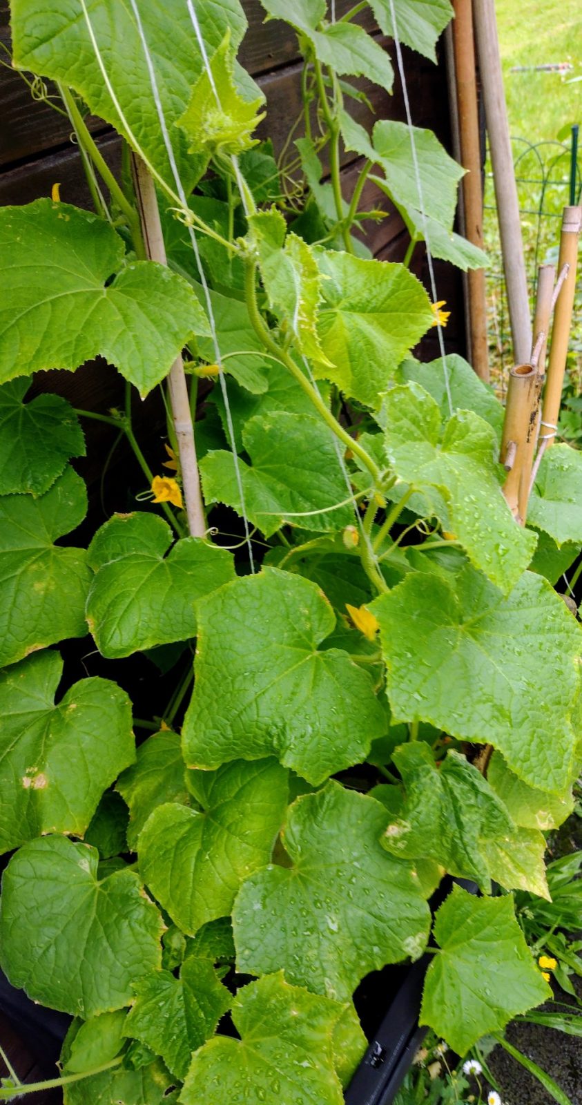 IMG_20240622_125122079