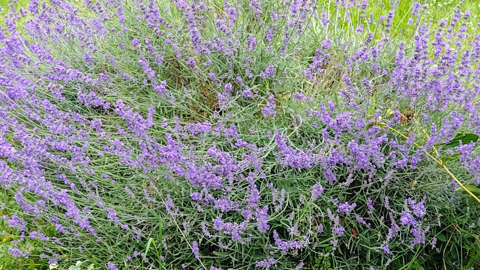 IMG_20240622_125252582