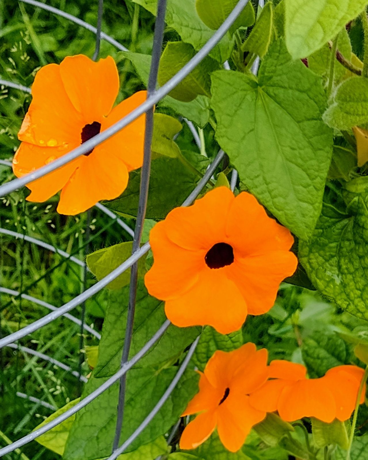 IMG_20240622_125327607