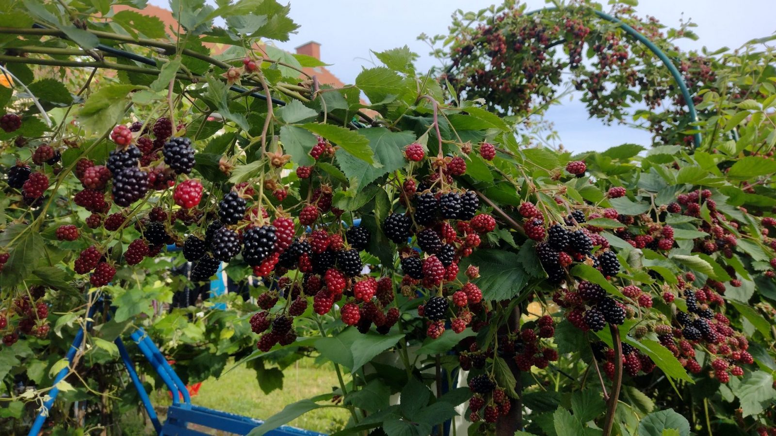 IMG_20240707_082146235