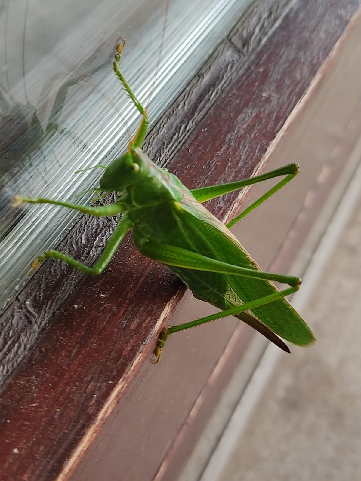 IMG_20240725_180550~2