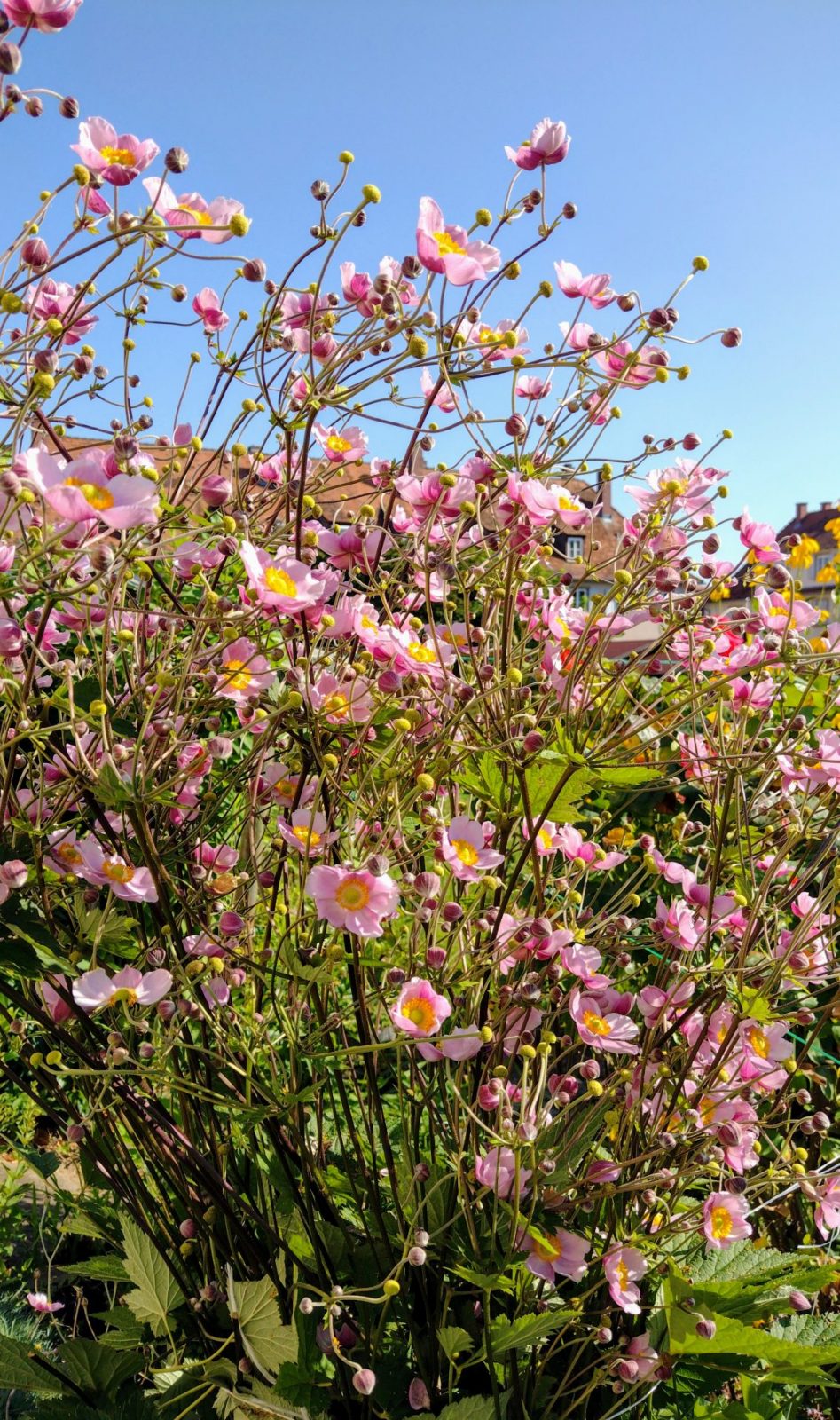 IMG_20240729_093437559