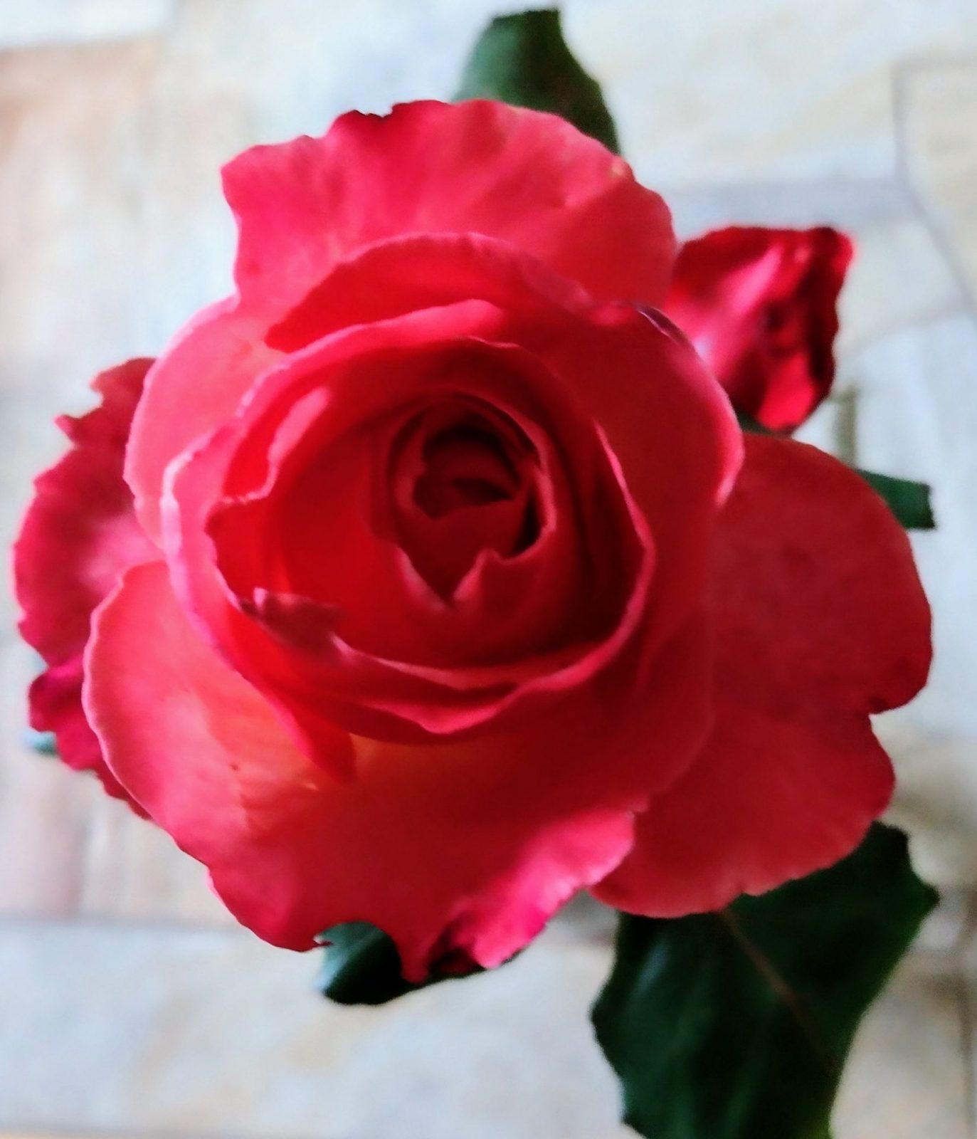 IMG_20241007_081547759