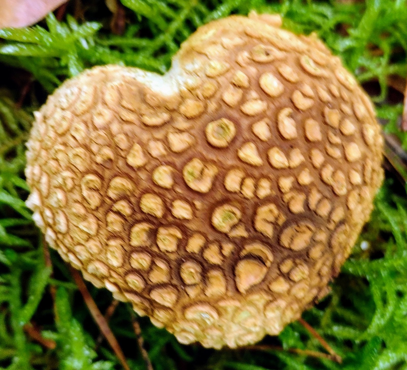 IMG_20241022_113331802~3