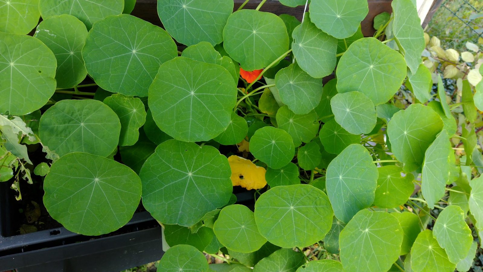 IMG_20241109_151219345