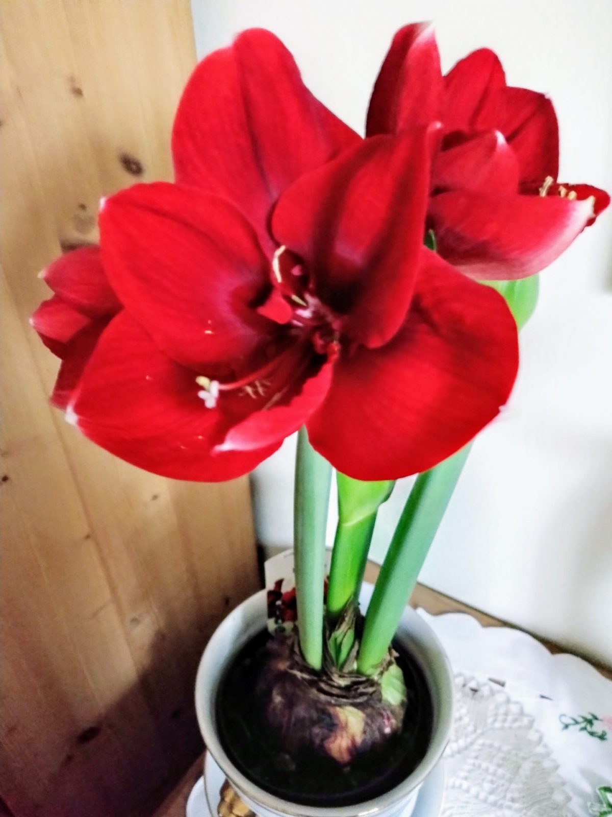 IMG_20241118_082321992