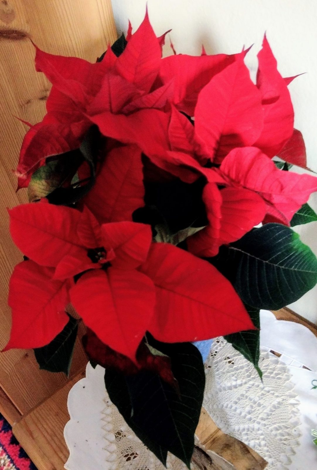 IMG_20241121_102416563