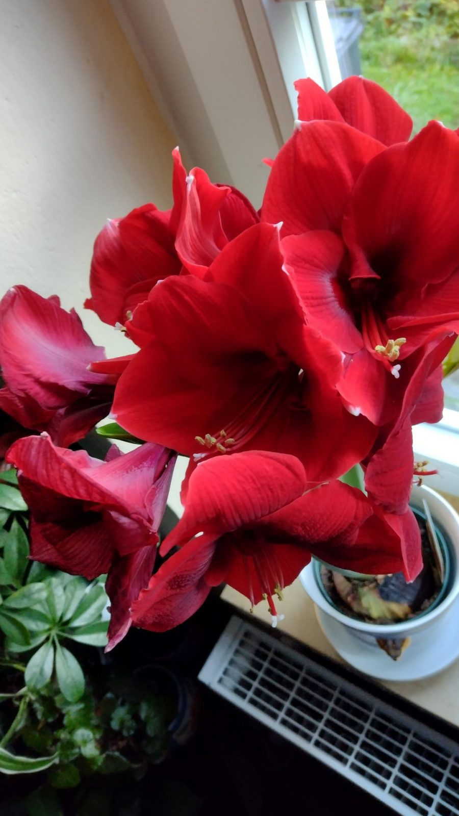 IMG_20241128_083827304