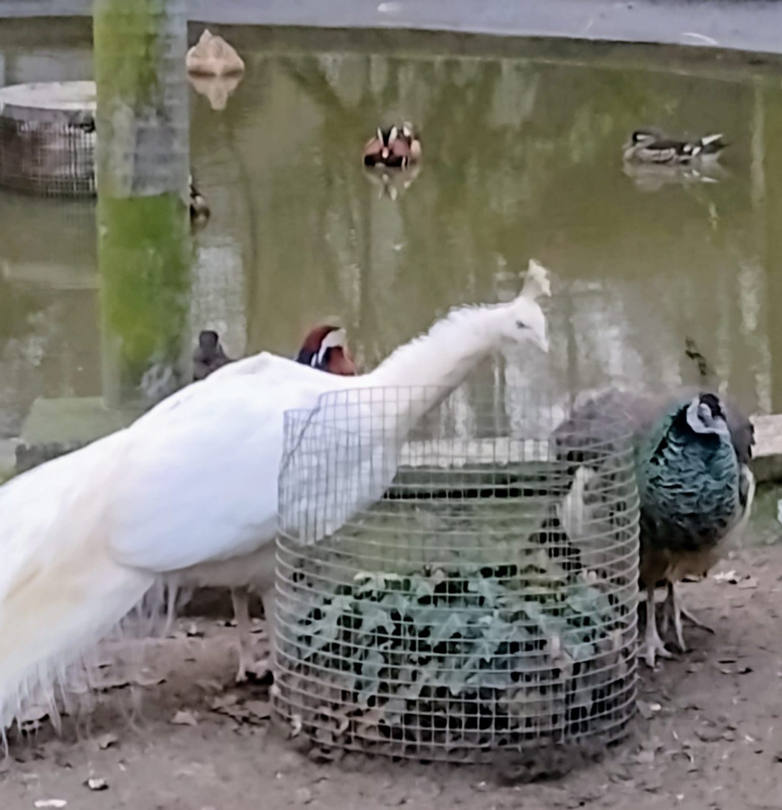 IMG_20241214_155040570