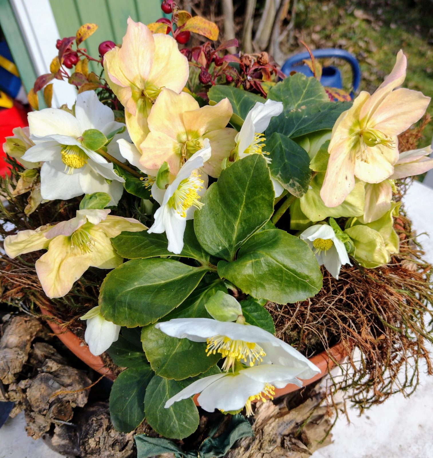 IMG_20250222_121124537