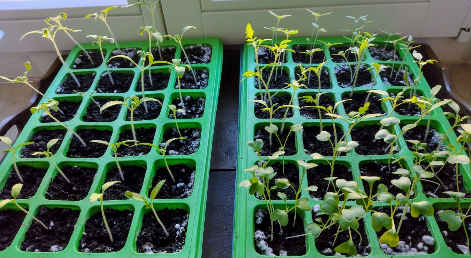 IMG_20250318_084017976