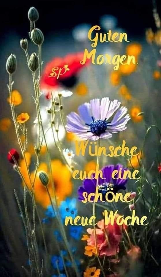 IMG_4734.JPG neue Woche