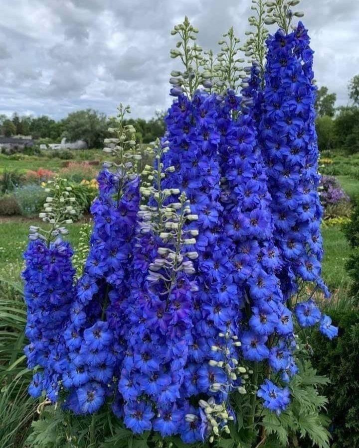 IMG_4826.JPG Rittersporn