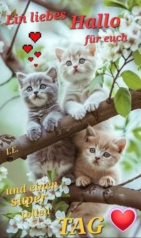 IMG_4902.JPG Ein liebes Hallo