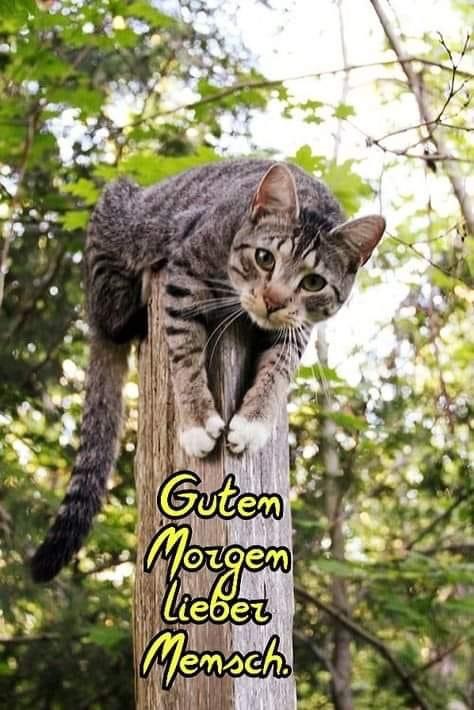 IMG_4998.JPG guten Morgen lieber Mensch