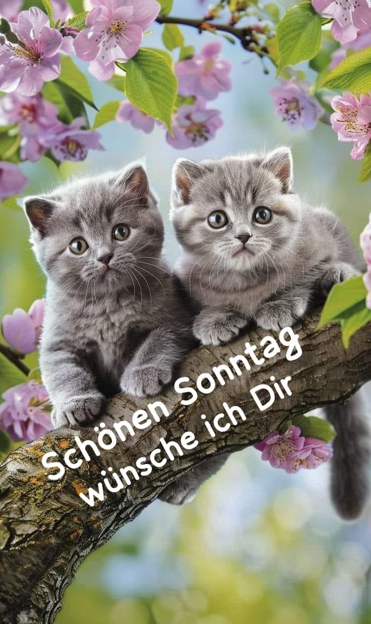 IMG_5008.JPG Katzen Sonntag