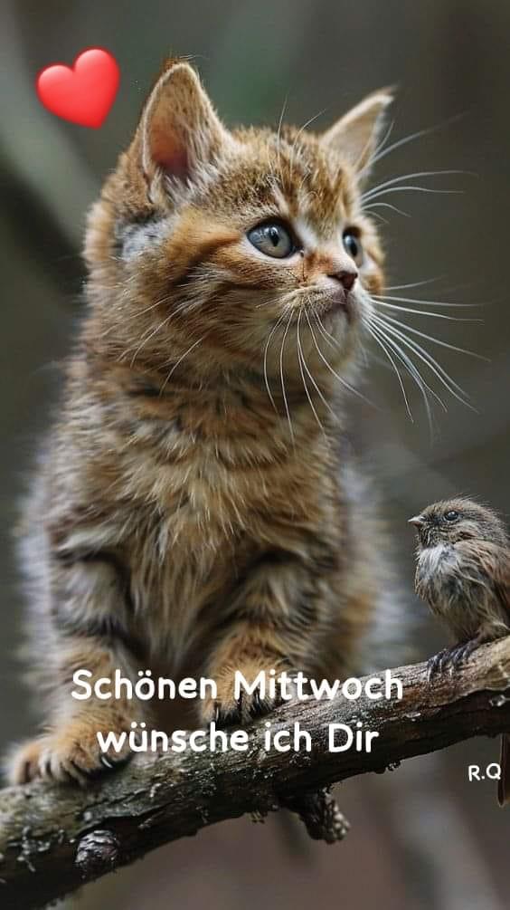 IMG_5598.JPG schönen Mittwoch