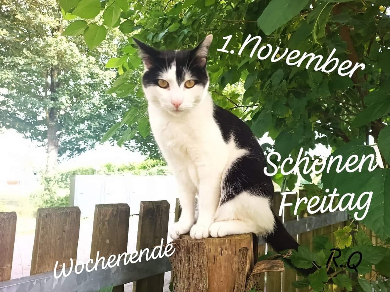 IMG_5936.JPG 1. November b1