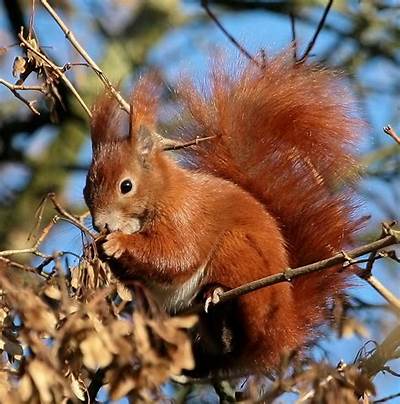 IMG_6680.JPG Eichhörnchen 1