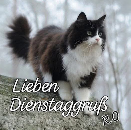 IMG_6768.JPG Dienstag