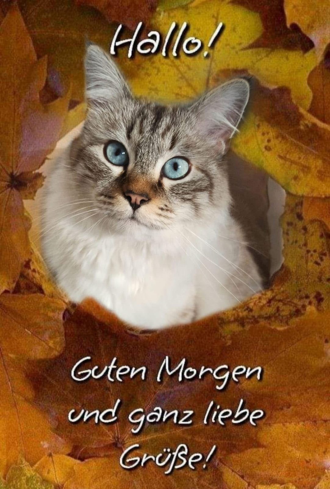 IMG_6779.JPG Guten Morgen Grüße