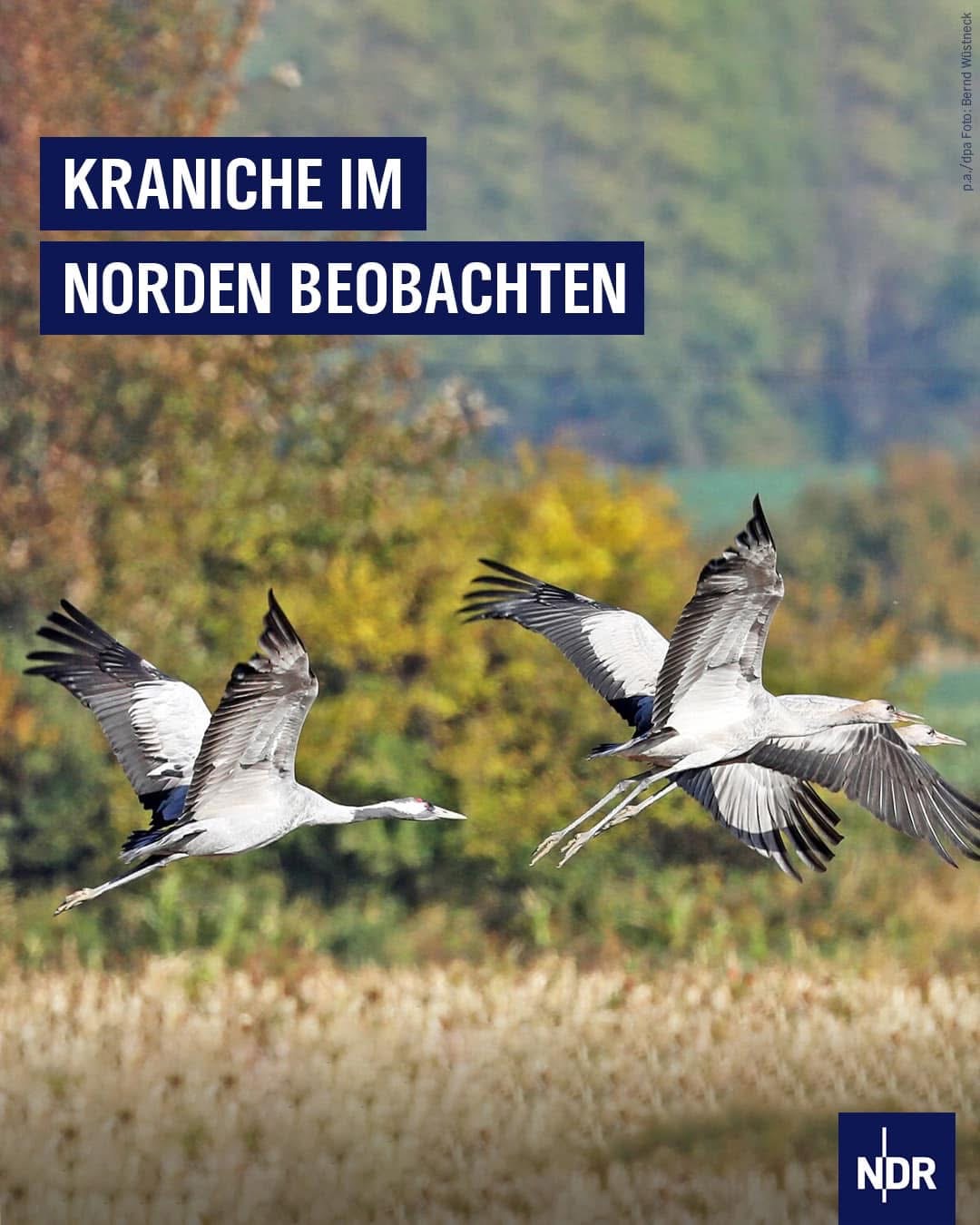 IMG_7060.JPG Kraniche