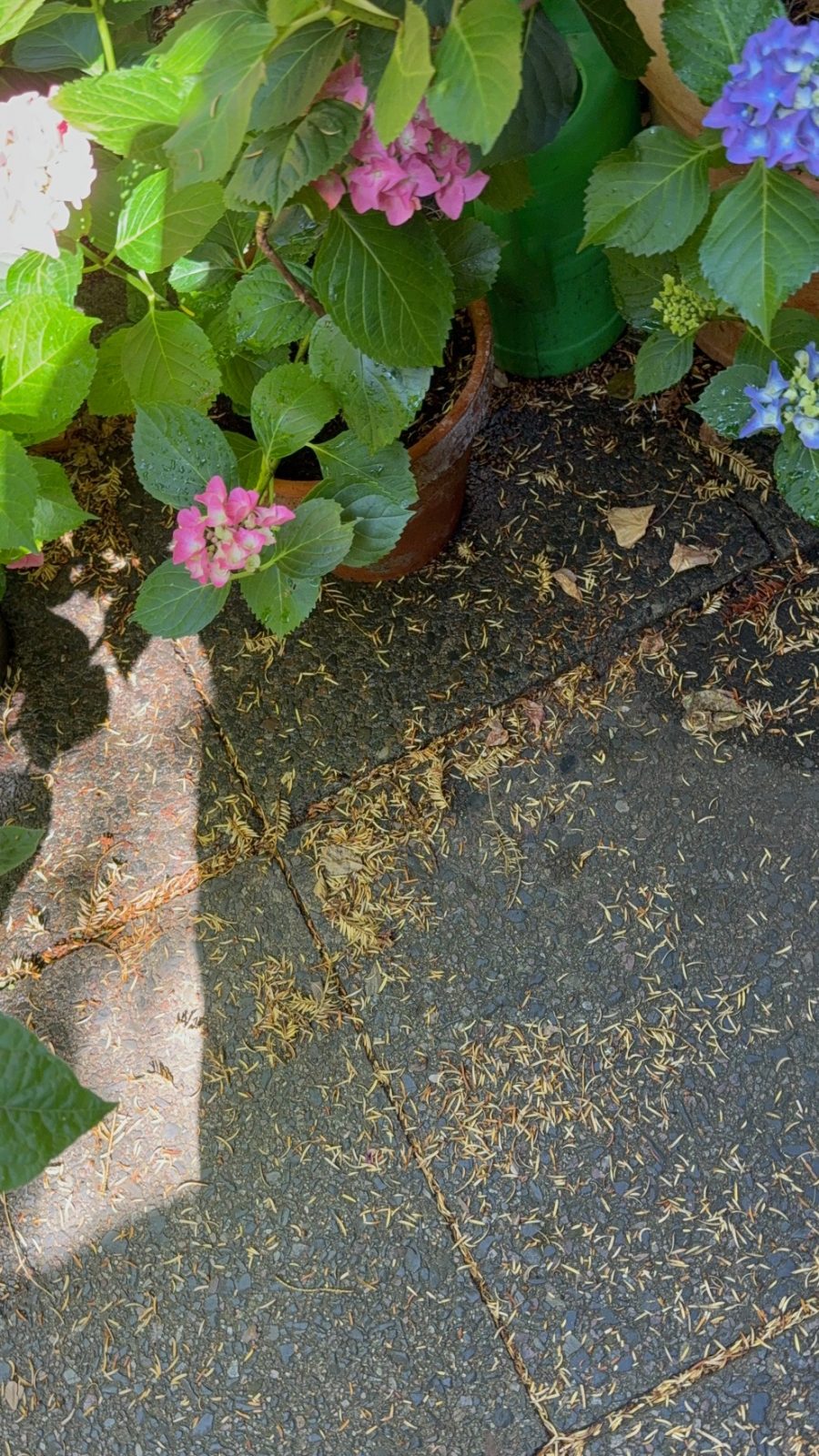 IMG_8296.jpg Eibenadeln