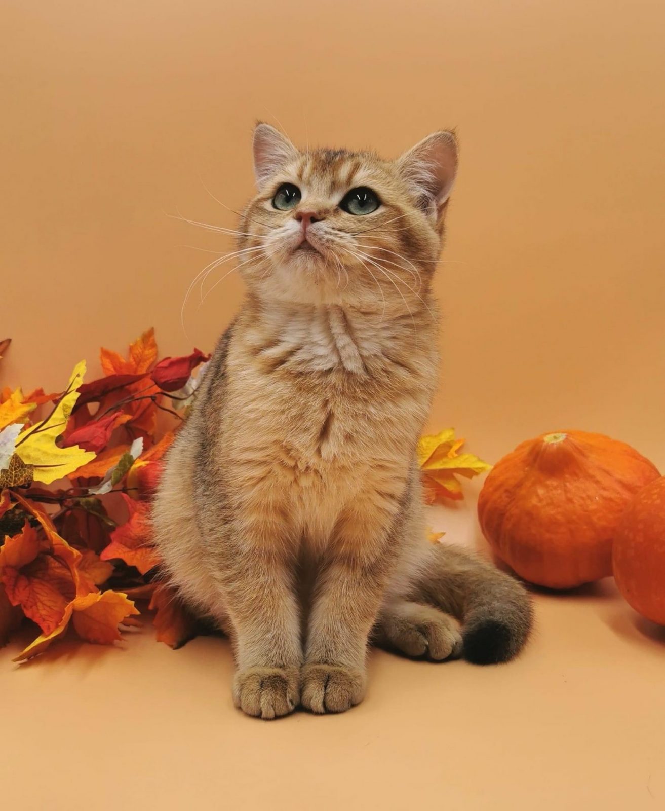 IMG_9612.JPG Herbst 4