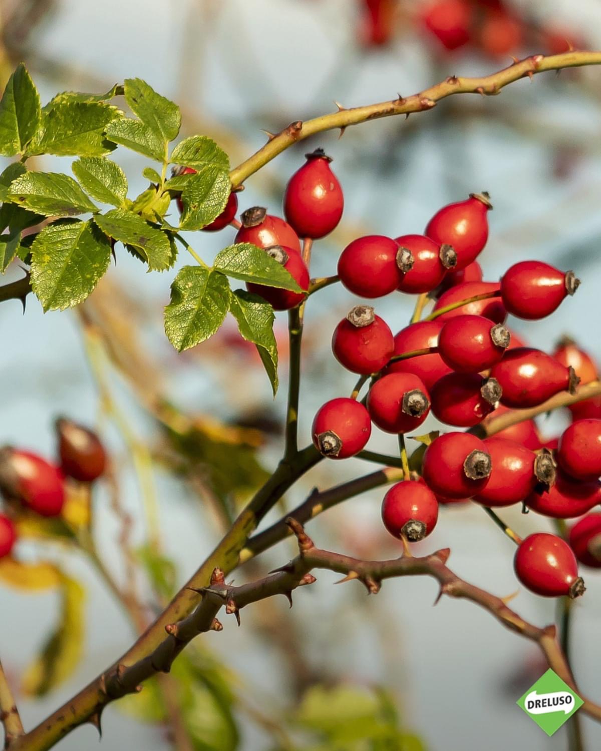 IMG_9881.JPG Hagebutten