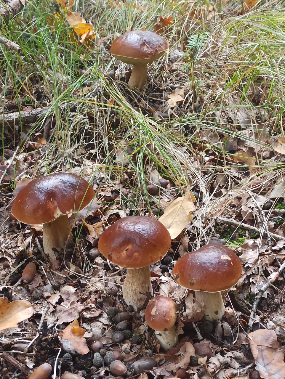 IMG_9886.JPG Pilze 2