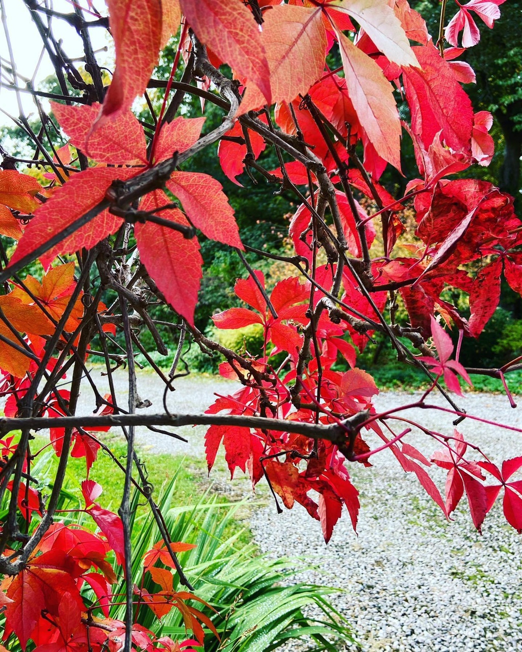 IMG_9901.JPG Herbst a3