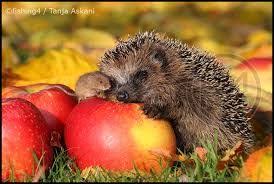Igel-und-Maus-2.11.