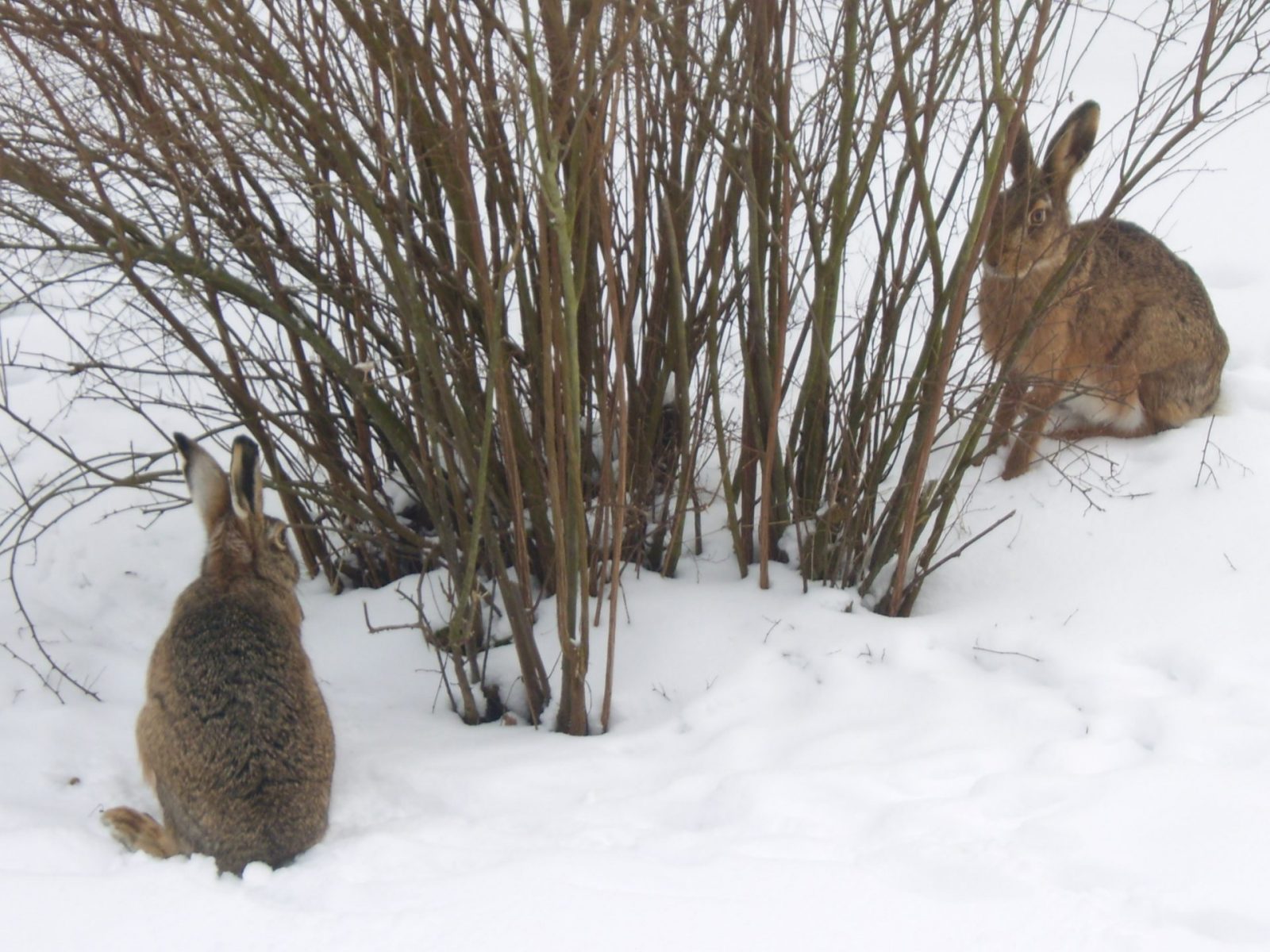 Januar - Februar 2010 063