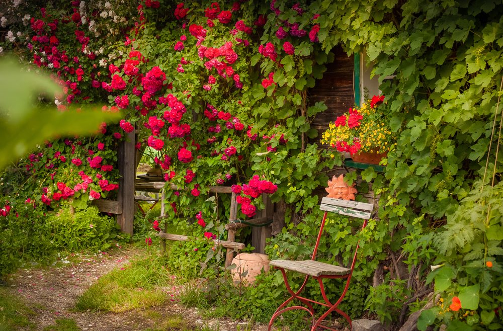 Juli-Rosen-Kletterrosen-Haus-Wand-romantisch-sonja-toben-Franks-kleiner-Garten-1000x658