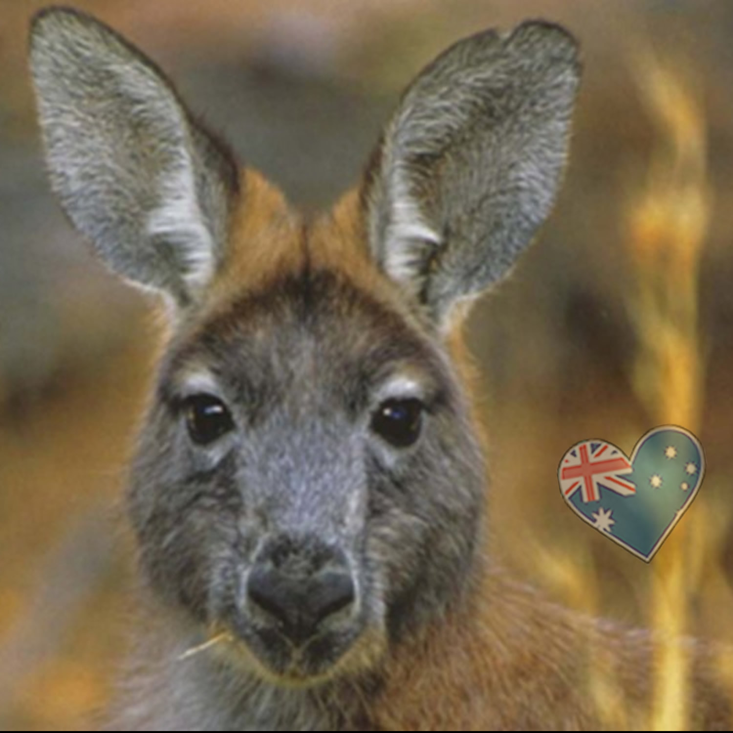 Kanga