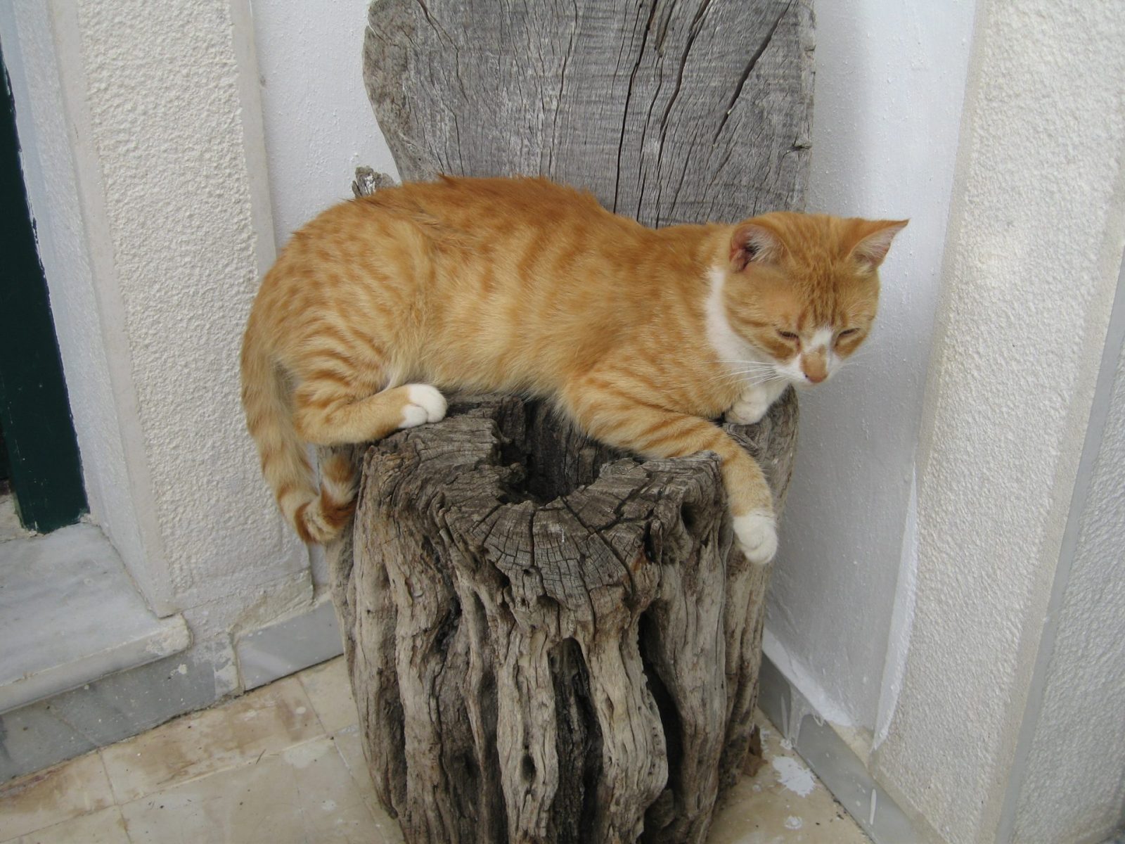 Katze, gesehen auf Korfu