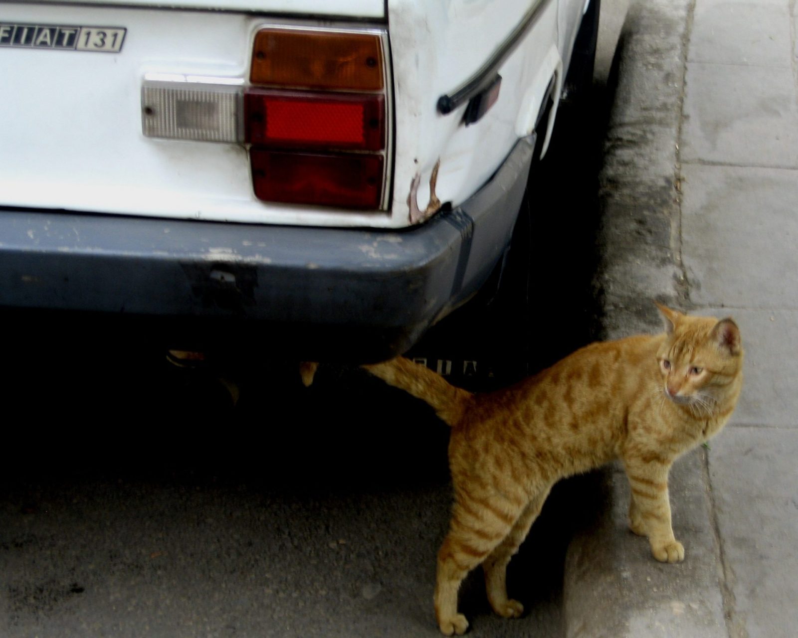 Katze vor der Zitadelle in Kairo