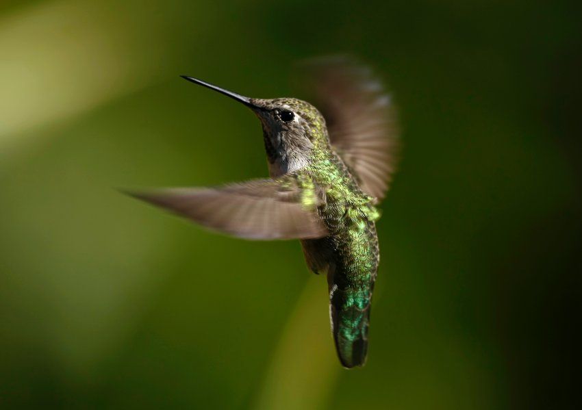 Kolibri-Rueckwaertsflug