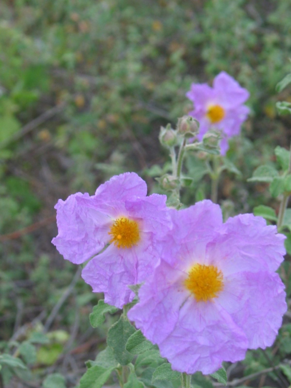 Kopie 2008-27. März Urlaub Kemer Mersin (590)