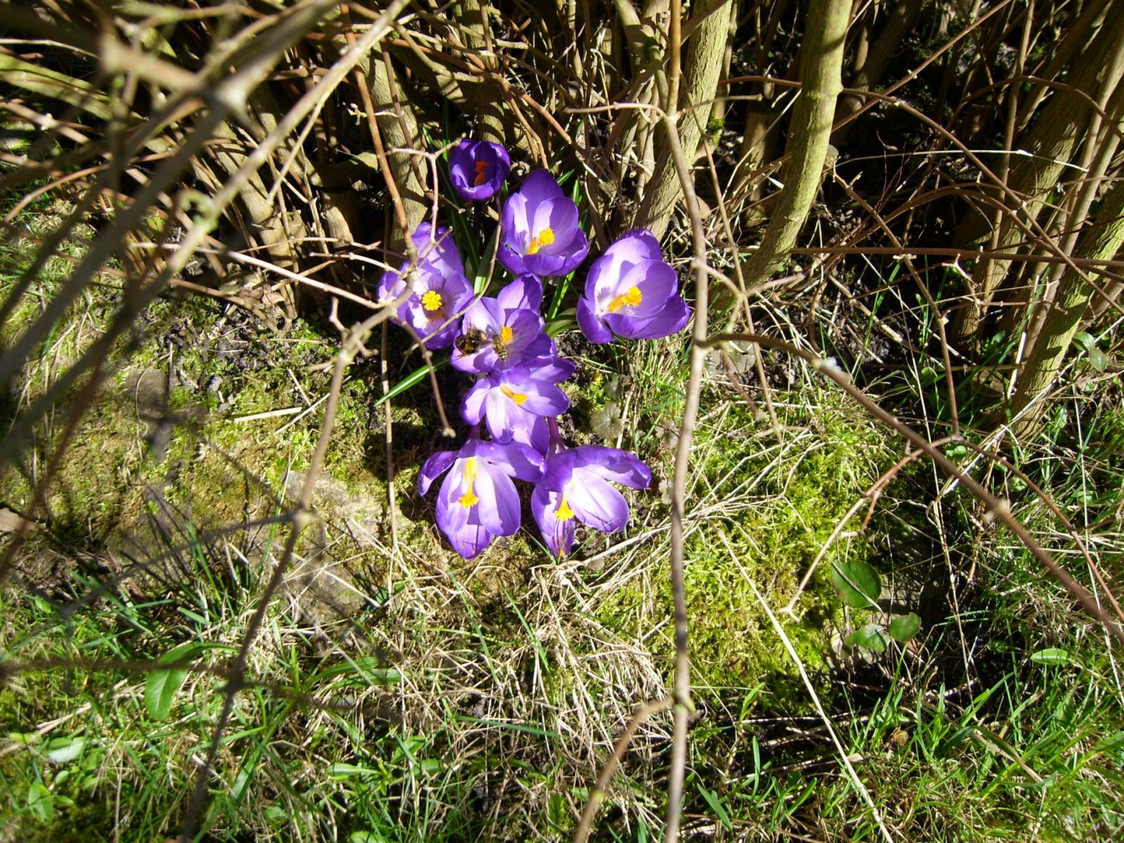 Krokusse 17.03.2009 003