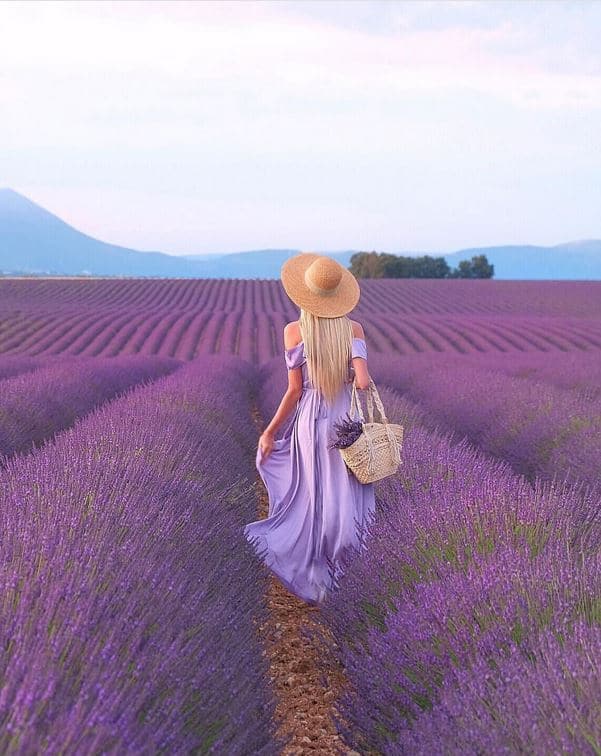 LAVENDULA