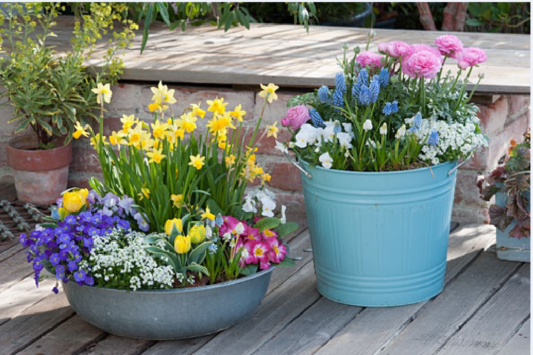 LENZ Naarzissen Blaukissen Traubenhyazinten Ranunkeln Tulpen Hornveilchen Primeln