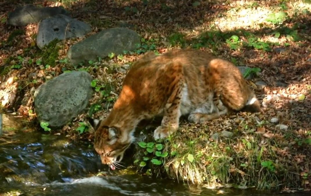 LUCHS